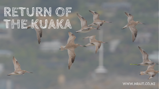 Return of the kuaka